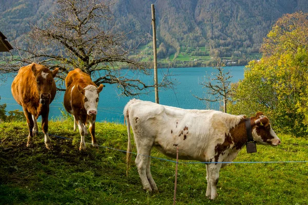 Ελβετικές Αγελάδες Βόσκουν Μια Πλαγιά Μια Λίμνη Στο Βάθος — Φωτογραφία Αρχείου