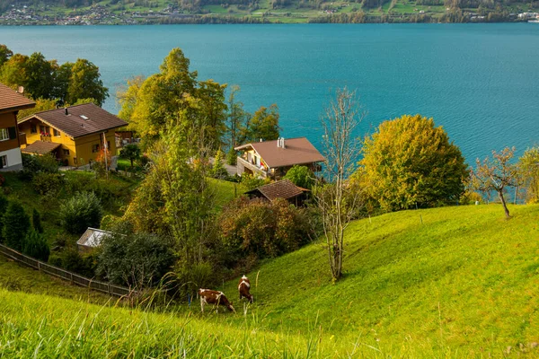 Швейцарские Коровы Пасются Склоне Озером Заднем Плане — стоковое фото