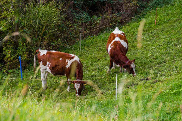 Szwajcarskie Krowy Pasą Się Stoku Jeziorem Tle — Zdjęcie stockowe