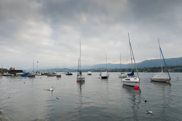 Swans Lake Zurich Beautiful Landscape — Stock Photo, Image