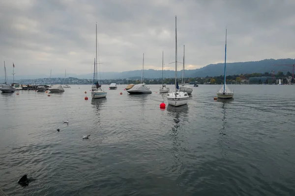 Cisnes Lago Zurich Hermoso Paisaje — Foto de Stock