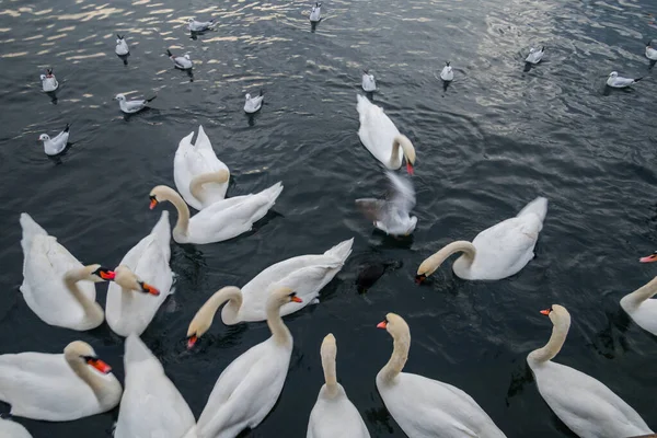 stock image Swans on the lake in Zurich Beautiful landscape