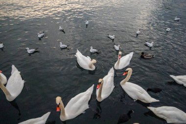 Zürih 'teki gölde kuğular. Güzel manzara.