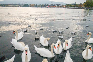 Zürih 'teki gölde kuğular. Güzel manzara.