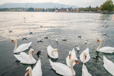 Zürih 'teki gölde kuğular. Güzel manzara.