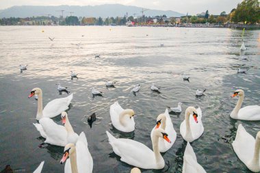 Zürih 'teki gölde kuğular. Güzel manzara.