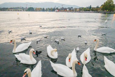 Zürih 'teki gölde kuğular. Güzel manzara.