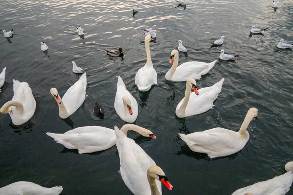苏黎世湖上的天鹅美丽的风景 — 图库照片