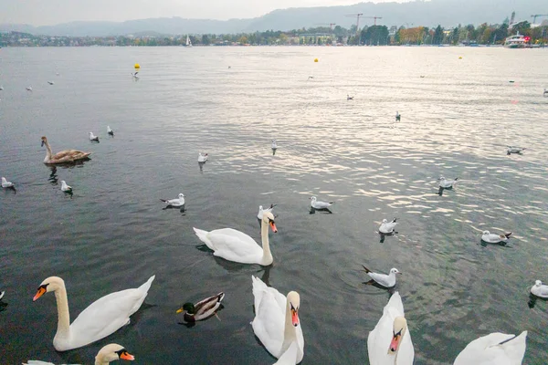 stock image Swans on the lake in Zurich Beautiful landscape