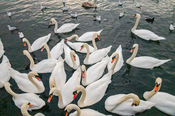 Лебеді Озері Цюриху — стокове фото