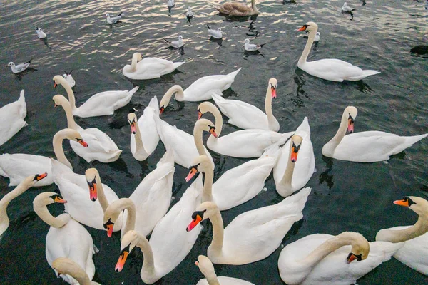 苏黎世湖上的天鹅美丽的风景 — 图库照片