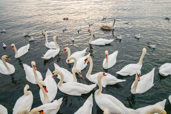 Лебеді Озері Цюриху — стокове фото