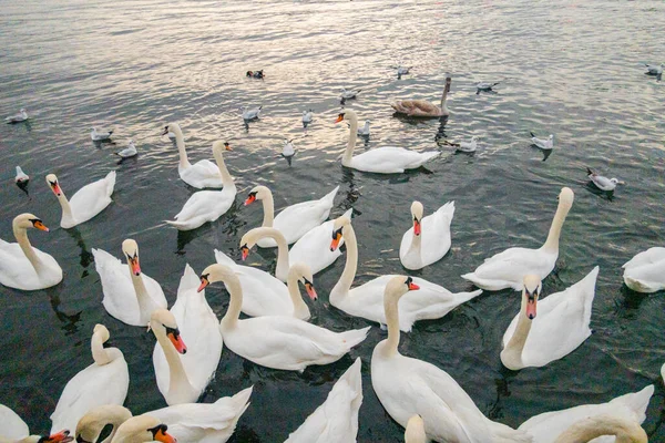 Cisnes Lago Zurique Bela Paisagem — Fotografia de Stock