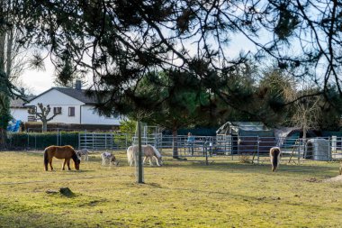 Güzel, pitoresk İsviçre kasabası Estavayer-le-Lac.