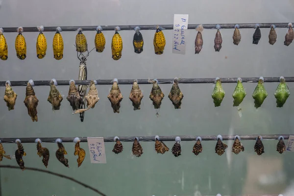 stock image Beautiful birds and butterflies in the papilloramme. Live butterflies, zoo