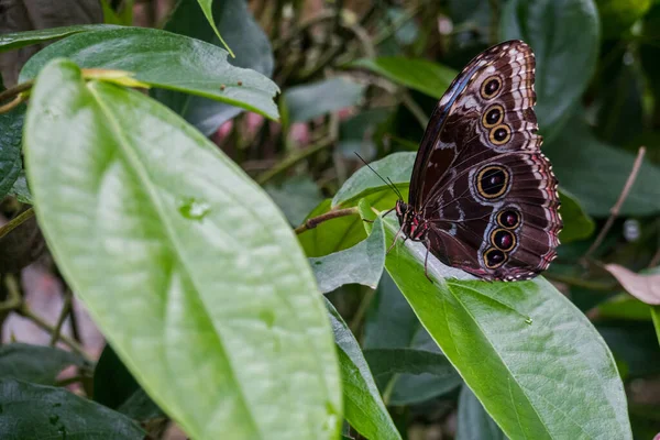 Vackra Fåglar Och Fjärilar Papillorammen Levande Fjärilar Zoo — Stockfoto