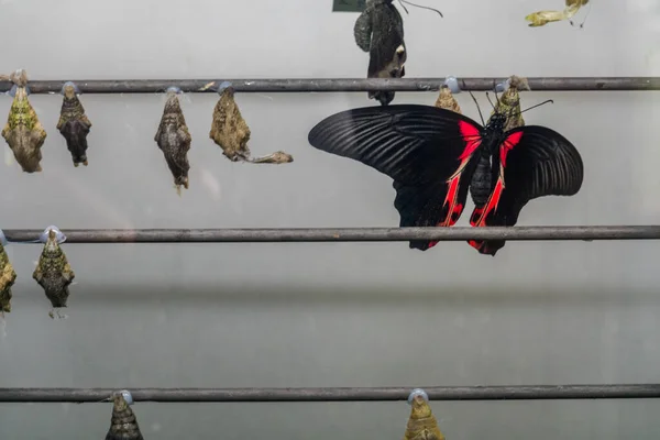Schöne Vögel Und Schmetterlinge Der Papilloramme Lebende Schmetterlinge Zoo — Stockfoto