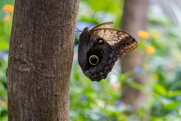 Gyönyörű Madarak Pillangók Papilloramme Ban Élő Pillangók Állatkert — Stock Fotó