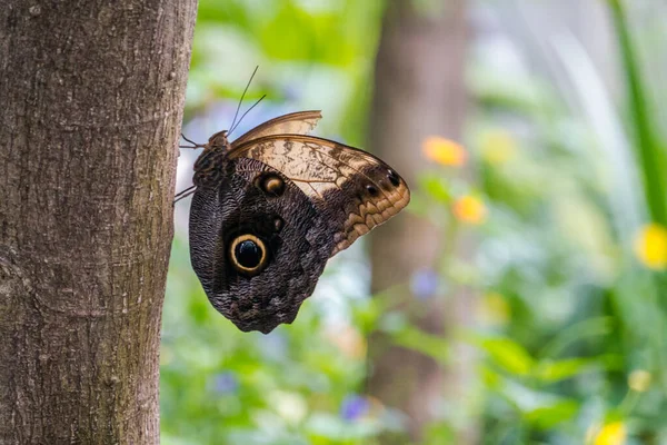 Bellissimi Uccelli Farfalle Nel Papilloramme Farfalle Vive Zoo — Foto Stock