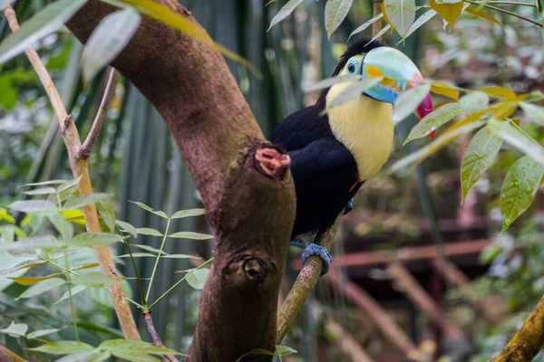 Lindos Pássaros Borboletas Papilorame Borboletas Vivas Jardim Zoológico — Fotografia de Stock