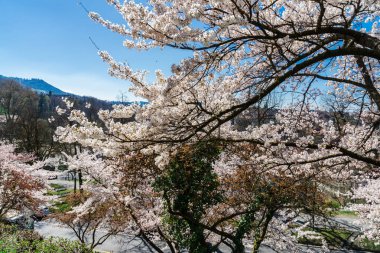 Bern İsviçre 'de kiraz çiçekleri. İsviçre 'nin ve şehirlerinin güzel ve inanılmaz doğası.