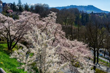 Bern İsviçre 'de kiraz çiçekleri. İsviçre 'nin ve şehirlerinin güzel ve inanılmaz doğası.