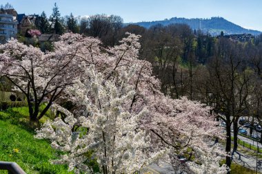 28.04.23 Switzerland. Bern İsviçre 'de kiraz çiçekleri. İsviçre 'nin ve şehirlerinin güzel ve inanılmaz doğası.