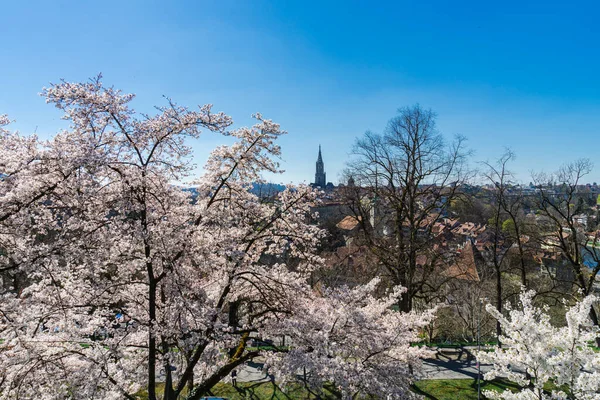 Třešňové Květy Bernu Švýcarsko Krásná Neuvěřitelná Příroda Švýcarska Jeho Měst — Stock fotografie