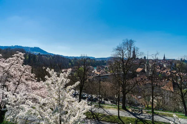 Körsbär Blommar Bern Schweiz Den Vackra Och Otroliga Naturen Schweiz — Stockfoto