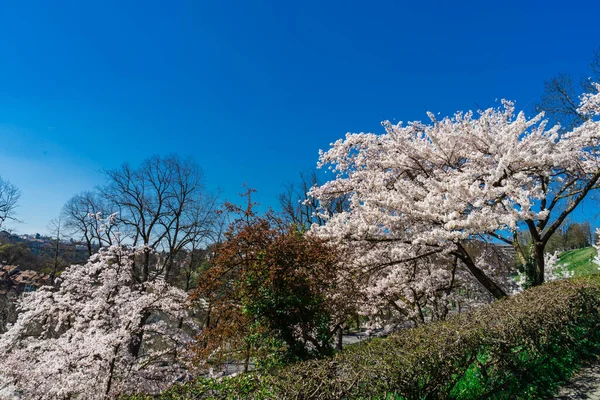Cherry Blossoms Bern Switzerland Beautiful Incredible Nature Switzerland Its Cities — Stock Photo, Image
