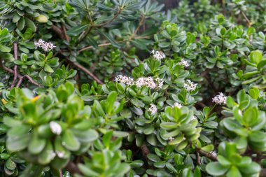 25.12.23.Potugal. Muhteşem Lizbon. Muhteşem şehrin güzel mimarisi ve doğası