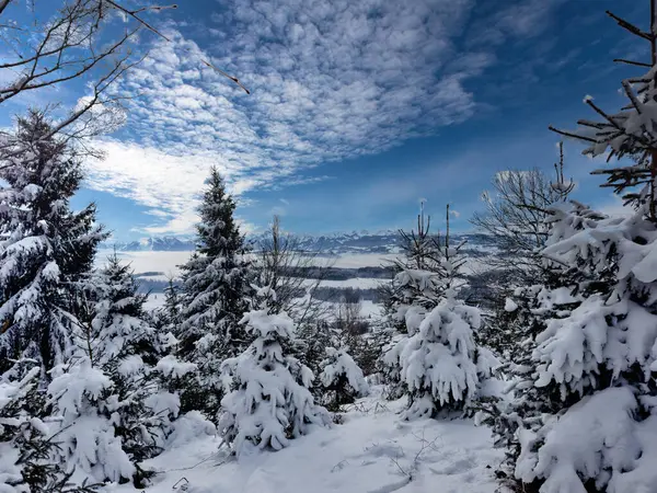 美丽的冬季美景在贝奈斯阿尔卑斯山 雪地森林之美 图库图片