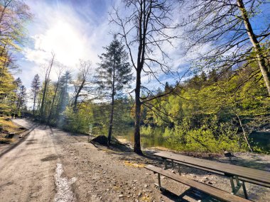 Güneşli orman yolu, sakin bir gölün yanında, yükselen ağaçlar ve taze bahar yeşillikleriyle, uzun gölgeler bırakarak ve huzurlu bir sabah atmosferini yansıtarak.