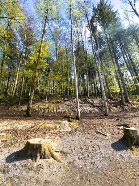 Güneşli Orman Yolu Sakin Bir Gölün Yanında Yükselen Ağaçlar Taze Stok Fotoğraf