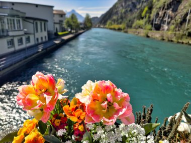 22.05.24 Switzerland. Güneşli bir günde, arka planda nehri, evleri ve dağları olan canlı sarı çiçeklere yakın çekim