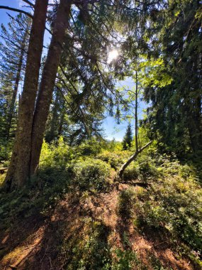 Güneşli bir günde, yemyeşil bitki örtüsü ve uzak dağ zirveleriyle çevrili açık mavi gökyüzü manzaralı dağ yolu.