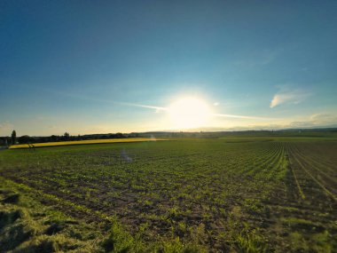 Gün batımında uzanan ekinlerin ufka doğru uzandığı uçsuz bucaksız bir tarla manzarası. Güneş gökyüzünde alçak, açık mavi gökyüzünün altında, arazinin üzerine sıcak altın bir parıltı saçıyor.