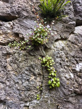 13.05.24 Switzerland. Avrupa sokaklarına zarar vermek 