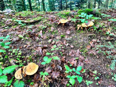 Etrafı canlı yapraklarla çevrili bir orman zeminine kurulmuş mantar.