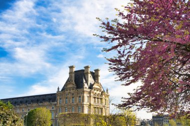 Paris, Tuileries Garden 'da çiçek açan pembe ağaçlı mermer heykel.