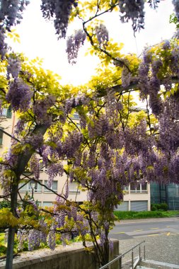 Asılı salkım çiçekleri yumuşak ışıkta bir bahçe pergolasının altında