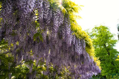 Asılı salkım çiçekleri yumuşak ışıkta bir bahçe pergolasının altında