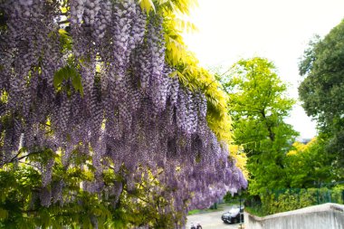 Asılı salkım çiçekleri yumuşak ışıkta bir bahçe pergolasının altında