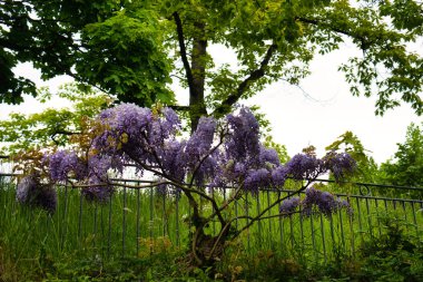 Asılı salkım çiçekleri yumuşak ışıkta bir bahçe pergolasının altında