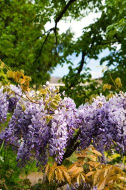 Asılı salkım çiçekleri yumuşak ışıkta bir bahçe pergolasının altında