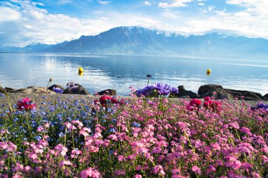 İsviçre, Vevey 'de göl ve dağ manzaralı renkli bahar çiçekleri açıyor..