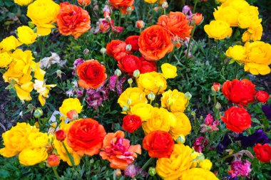 İsviçre, Vevey 'de göl ve dağ manzaralı renkli bahar çiçekleri açıyor..