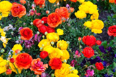 İsviçre, Vevey 'de göl ve dağ manzaralı renkli bahar çiçekleri açıyor..