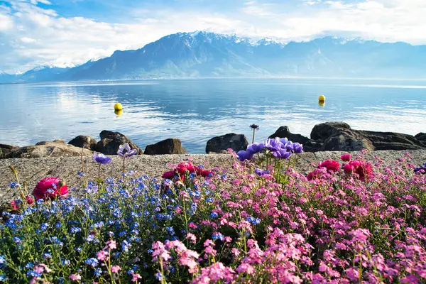 İsviçre, Vevey 'de göl ve dağ manzaralı renkli bahar çiçekleri açıyor..