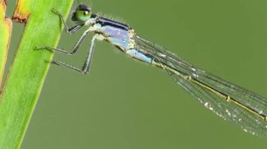 Sabahın erken saatlerinde yusufçuğun yeşil yapraklı makro videosu.